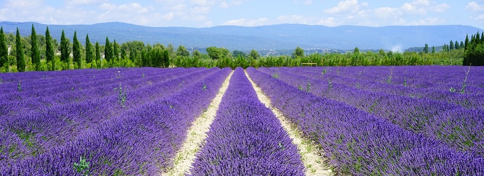204 lavender field 1595577 960 720