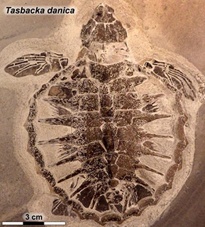 965 Lundensaren skoldpaddsfossil foto johan lindgren