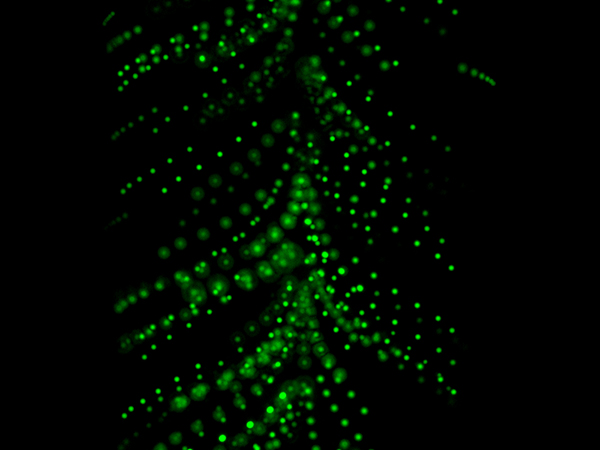Photo of fluorescent microparticles migrating in a sound field by Per Augustsson