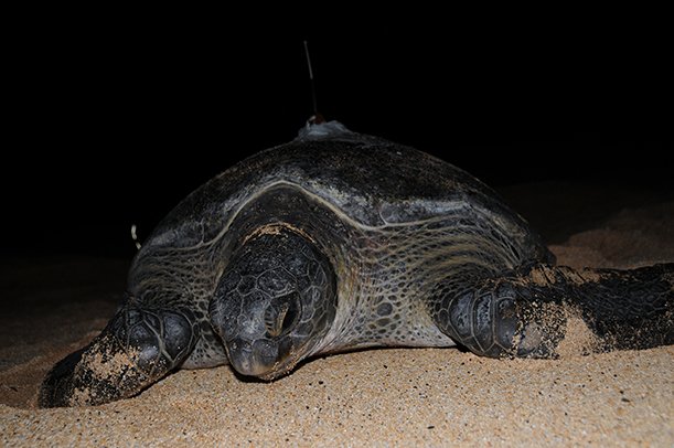 1351 dsc 9287 green turtle with gps transmitter ascension island photo by susanne akesson 611