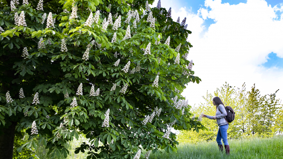 Maj Rundlöf tittar på ett blommande kastanjeträd. Foto.