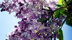 Lilacs in bloom