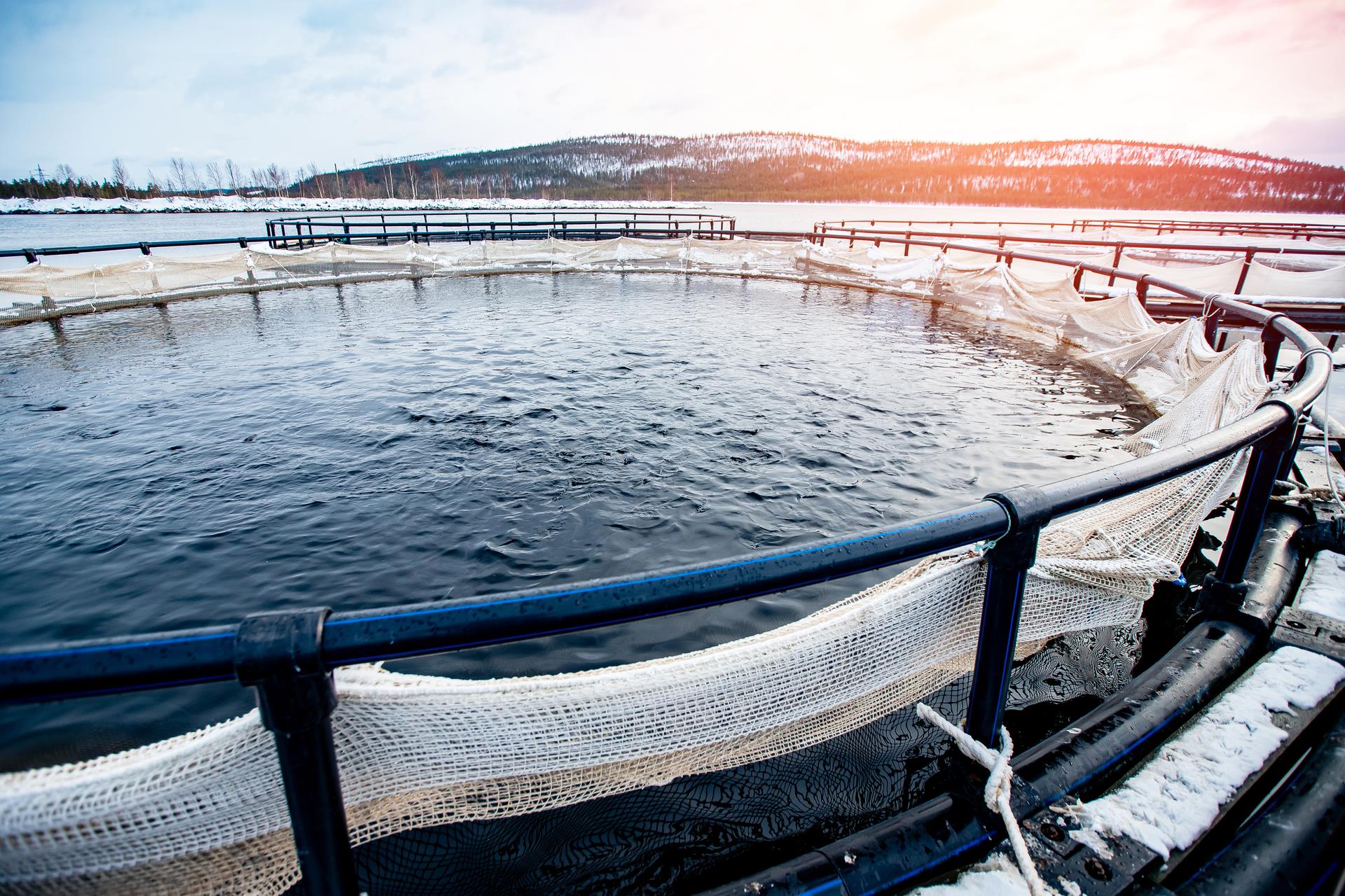 2412 Oppdrettsanlegg for avl for regnbueorret og lakseyngel i garnmerder. Konsept akvakultur fiskeoppdrett. SAN 01759 (2)
