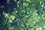 Trädkrona med kastanjeblad