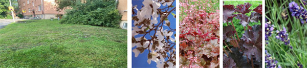 Gräsmatteyta med buske och husvägg i bakgrunden. Vita magnoliekvistar mot blå himmel, rödgröna blad, lilaröda blad och lila blommor