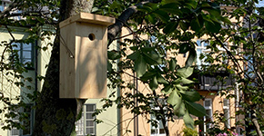 Fågelholk i träd på gård med lindblomsgrön respektive persikofärgad fasad i bekgrunden.