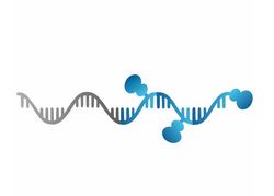 256 XRNA TMPRSS2