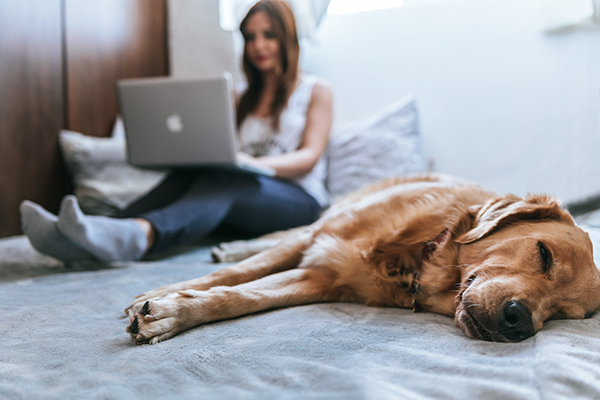 Foto som visar en kvinna som sitter i en säng med en bärbar dator i knät och en hund som vilar bredvid.