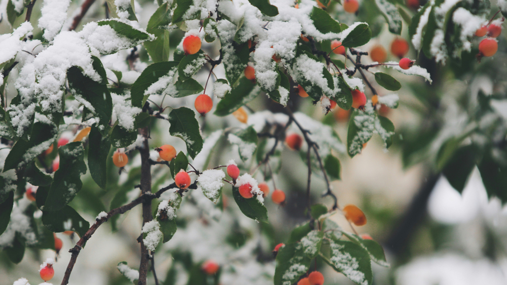 Foto som visar snötäckta grenar på ett paradisäppleträd. 