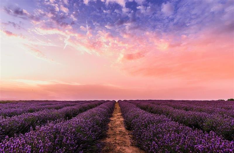 367 photo lavender flower field under pink sky 1166209