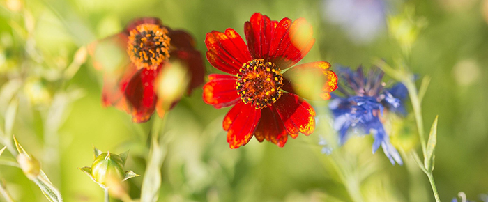 646 mirjam169 wildflowers 2867120 1920 nyhetsbrev