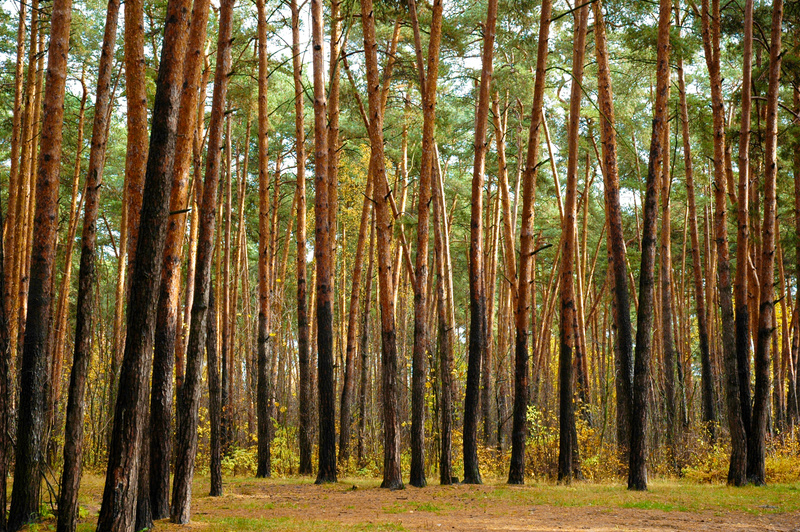 4180 mp27973593 pine tree forest at sunny day