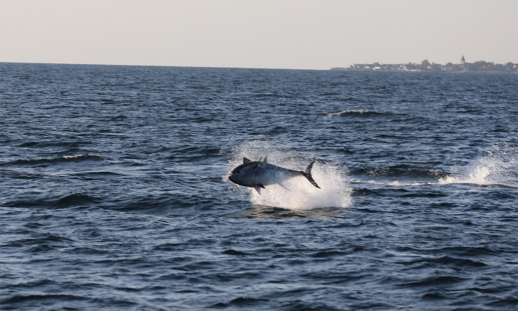 2659 Tonfisk 18 hartford rederi