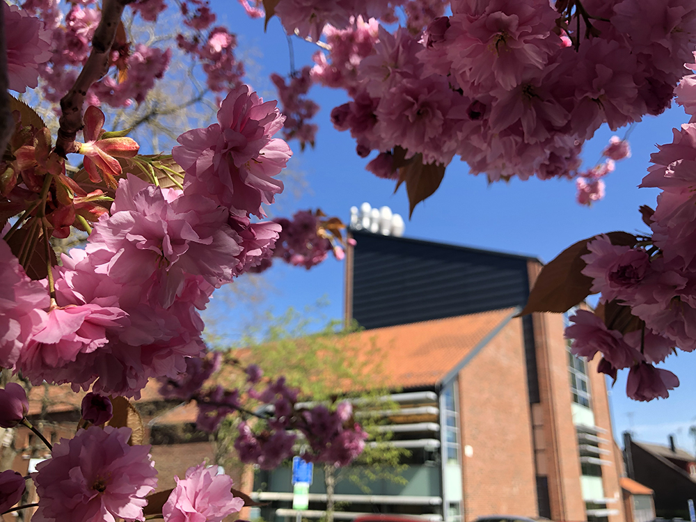 Photo of blossom in front of a building.