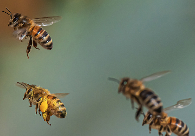 Bees. Photo.