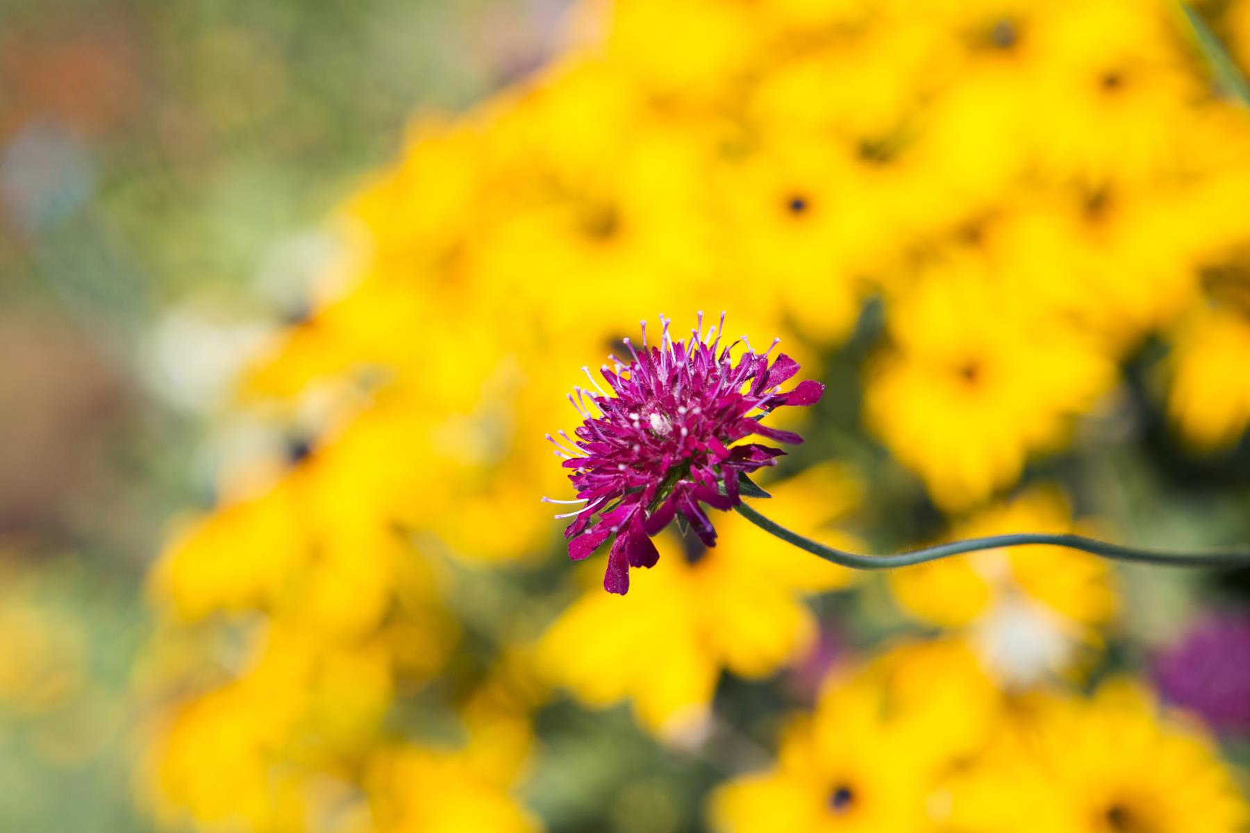 378 Botanseptember201211