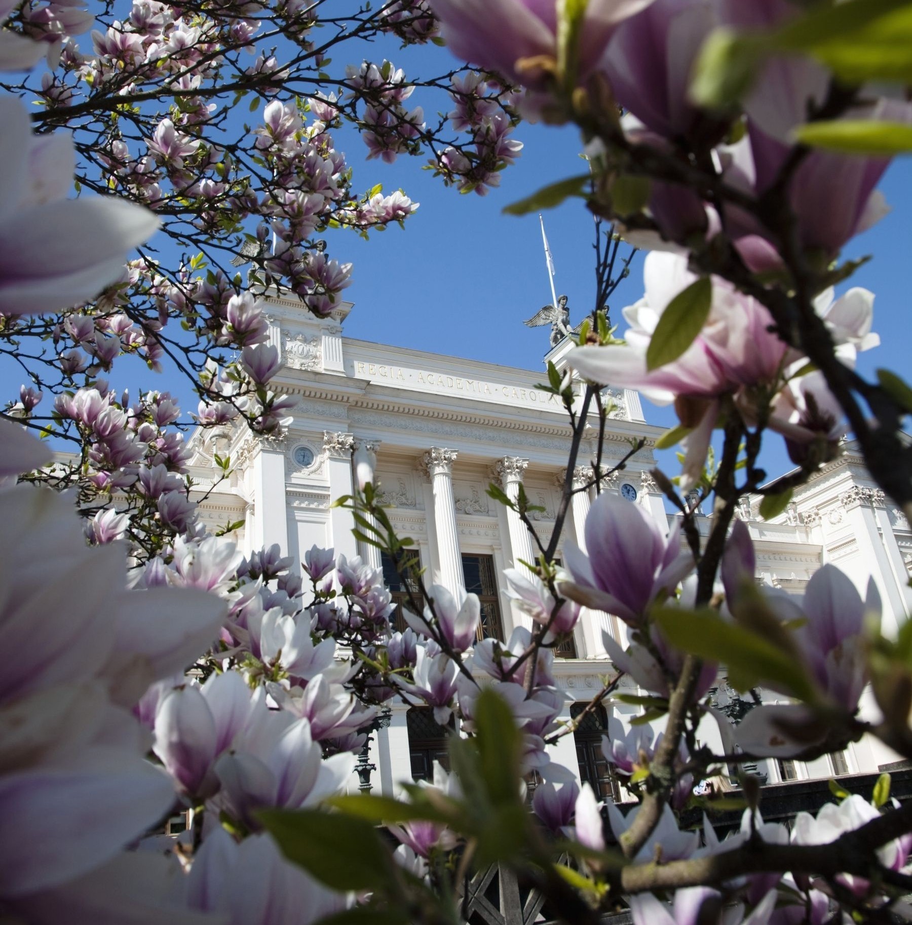 472 Magnoliaochuniversitetshuset02