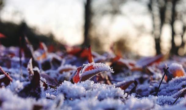 A frosty landscape with frozen leaves