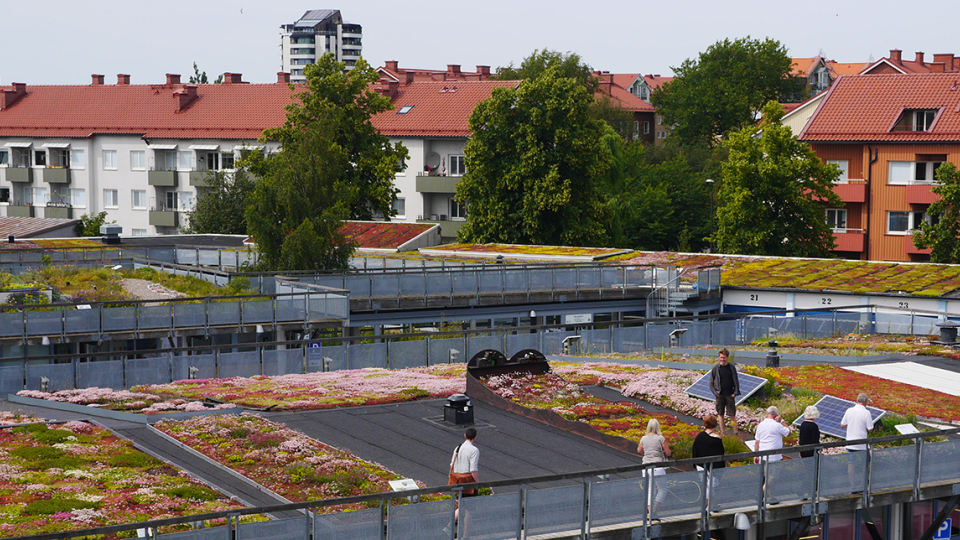Grönt tak i Augustenborg, Malmö. Foto: Scandinavian green roof institute.