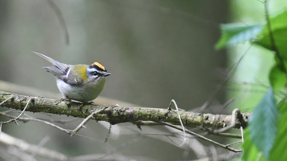 Bild på småfågel som sitter på gren. Foto: Åke Lindström