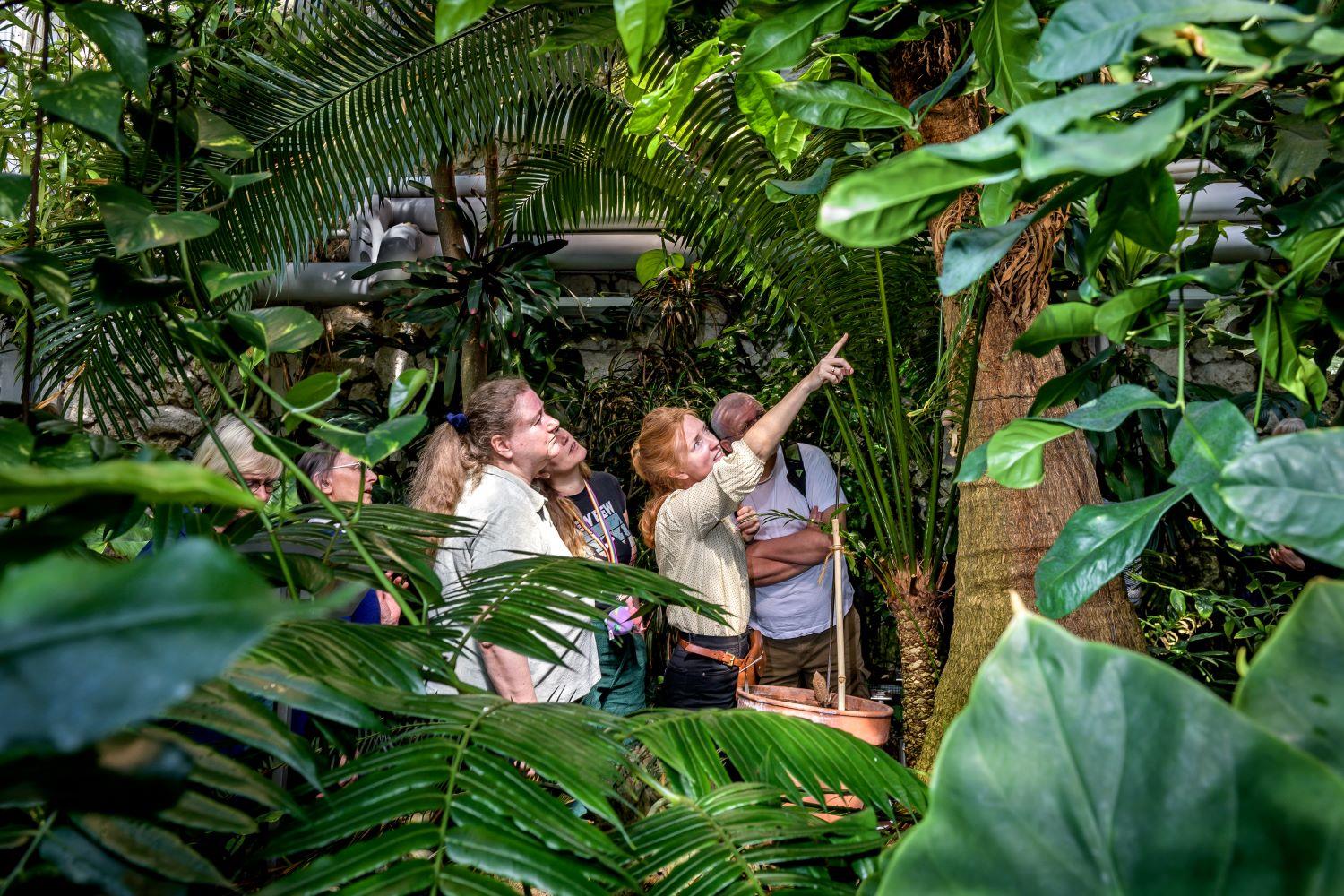 Några personer står omgivna av grönska i ett växthus, en person i mitten pekar uppåt. Foto: Kennet Ruona.