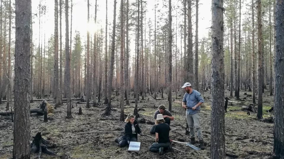 Bild på forskare i brandskadad skog. Foto: Geerte Fälthammar-de Jong.