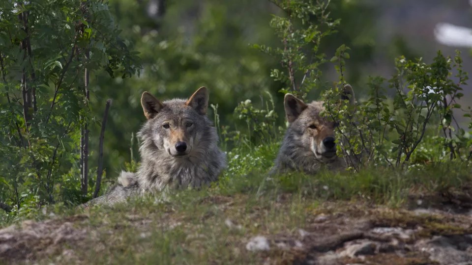 Foto på varg i skog. Bild från MostPhotos.