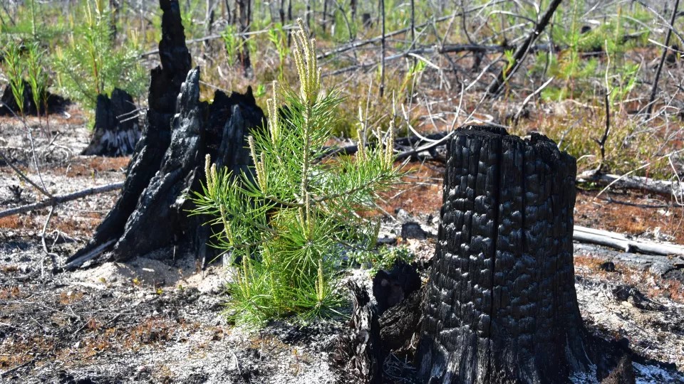 Vegetation kommer upp bredvid förkolnade stubbar. Bild: Natascha Kljun.