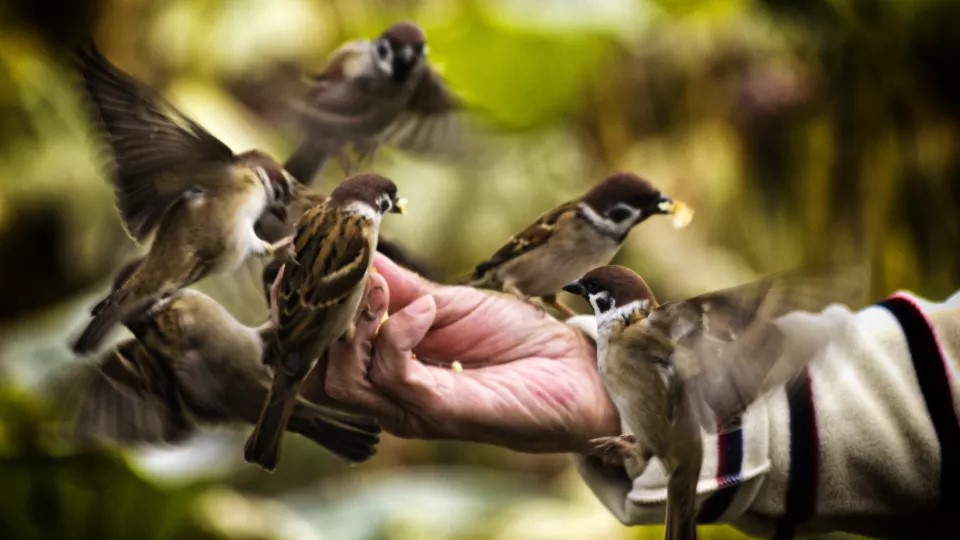 Fåglar sitter på en hand som matar dem.  Bild: "Feeding birds" av Diego Cambiaso, licens CC BY-SA 2.0.