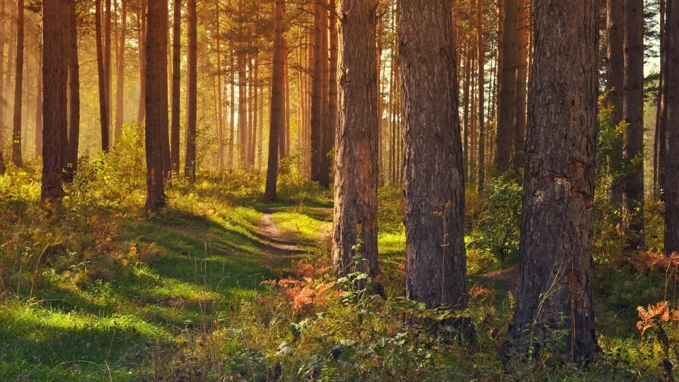 Skog. Bild: Pixabay.