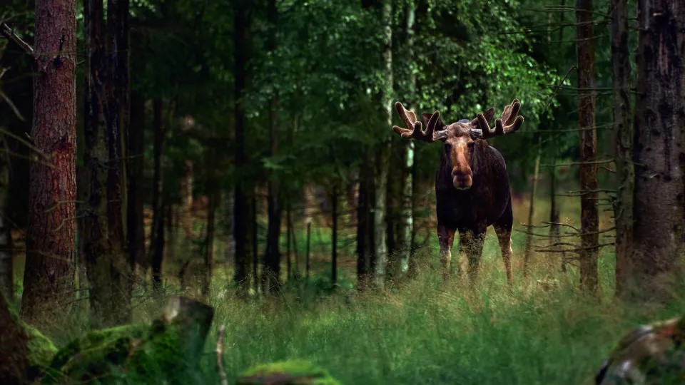 Bild på älg i vildvuxen skog. Foto: Salinger/iStock