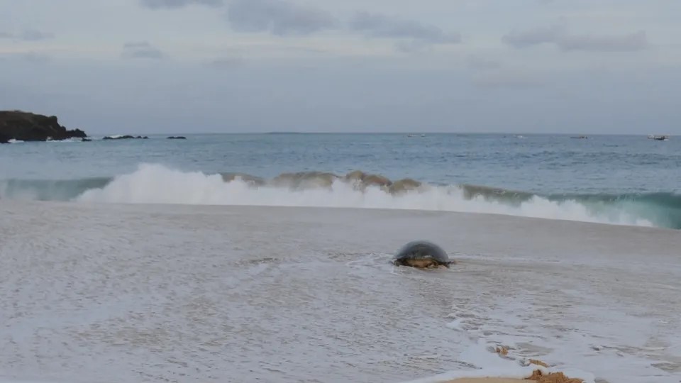 Bild på havssköldpadda som kryper på en sandstrand.  Foto: Susanne Åkesson.