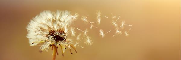 7852 Dandelion brons