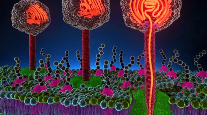 Illustration of virus and their surroundings.