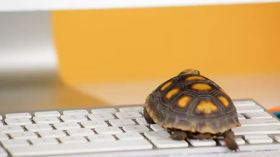 Photo of a turtle on a keyboard.