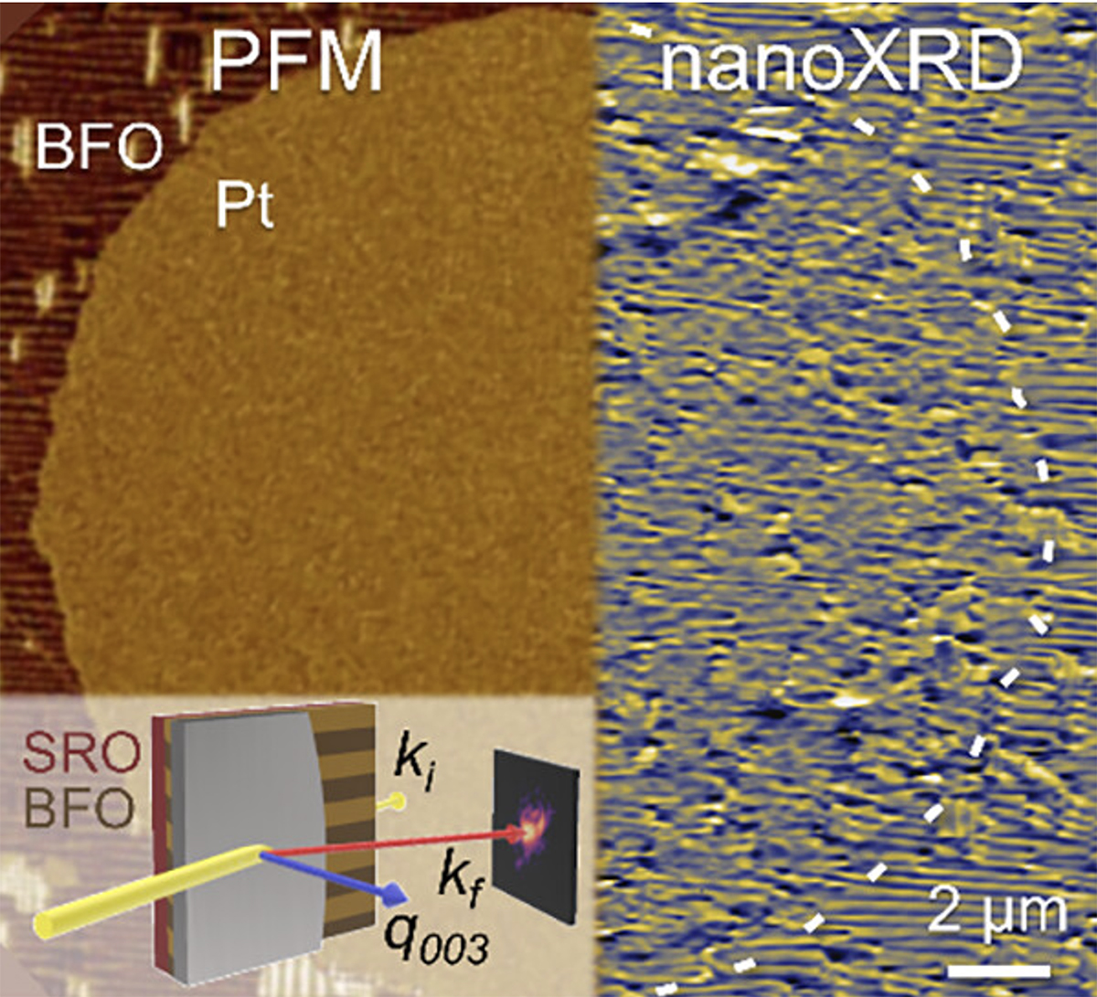 Scientific illustration.