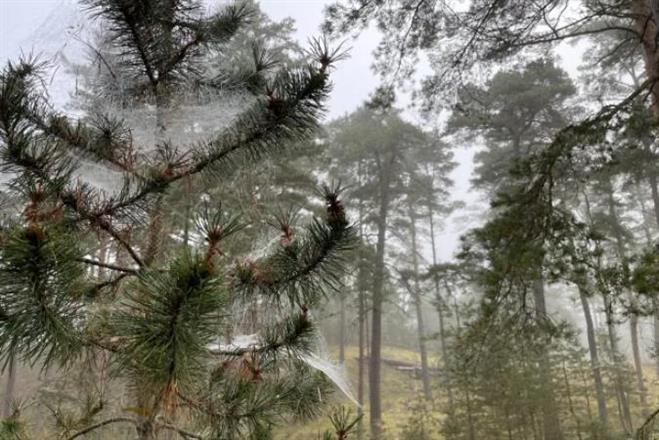 312 Skog i dimma