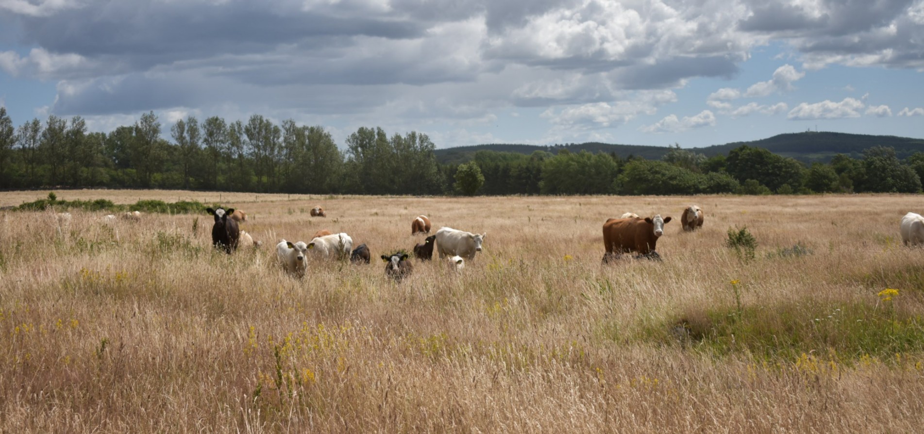 577 Naturbete och kor Foto Anan Maria Erling