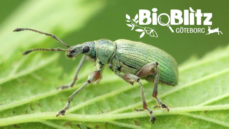 578 Bioblitz G%C3%B6teborg