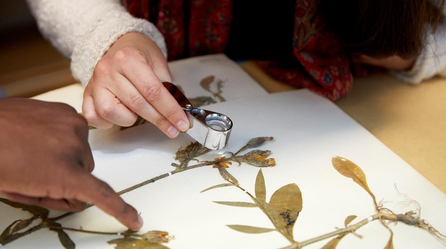 587 cropped herbarium20utstc3a4llning foto20anna lena20lundqvist