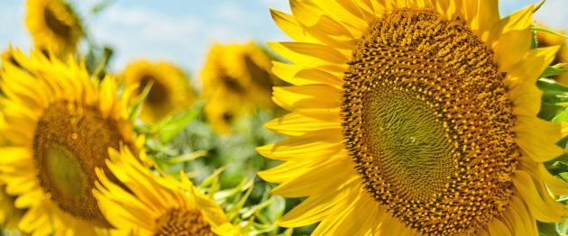 Sunflowers