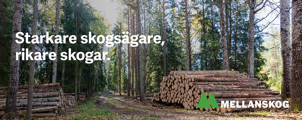 1600 Header Skog med virke