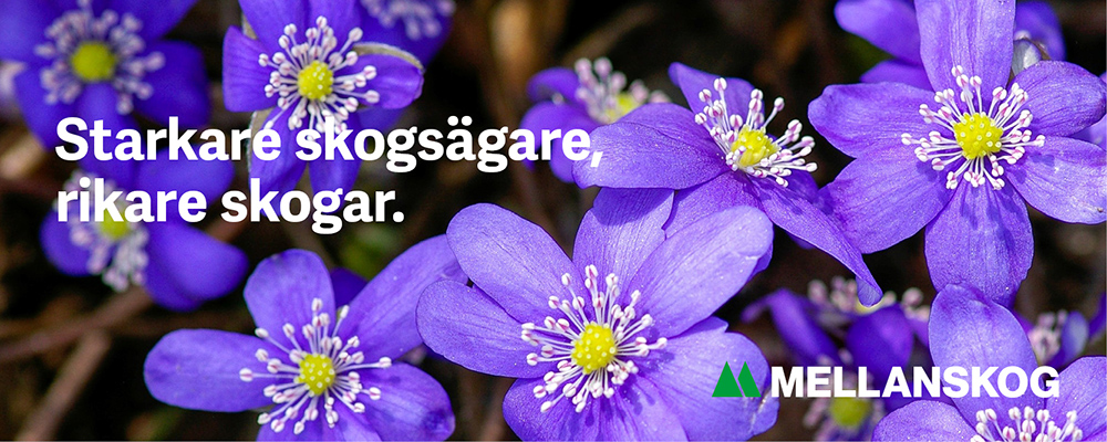 1797 Header Bl%C3%A5sippa