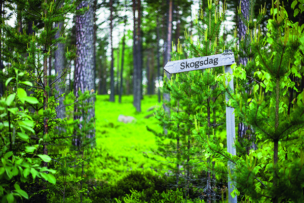 424 Skogsdag VP3V Foto Mats Andr%C3%A9n