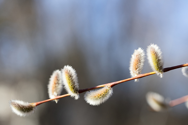 426 Vide p%C3%A5 kvist   ima214751