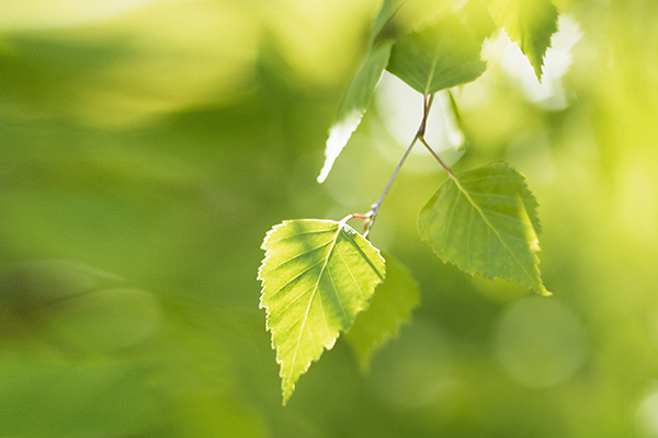 427 Bj%C3%B6rk ima66311 Foto Susanna Bl%C3%A5varg Scandinav