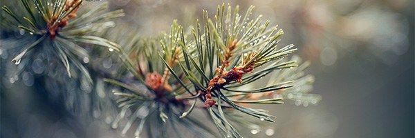 515 Barrkvist till v%C3%A4nster 600x200