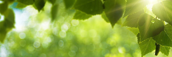 518 Bj%C3%B6rkl%C3%B6v 600x200