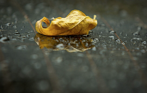 Gult löv ligger på en våt gata.