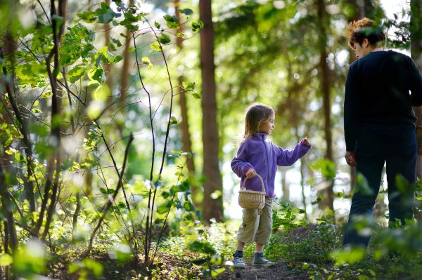 Mormor plockar bär med flicka i skogen